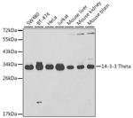 14-3-3 theta Antibody in Western Blot (WB)