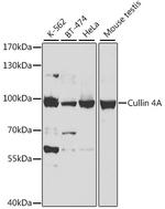 Cullin 4A Antibody in Western Blot (WB)