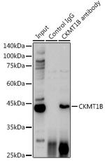 CKMT1B Antibody in Immunoprecipitation (IP)