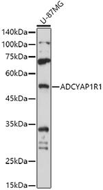 PACAP Receptor Antibody in Western Blot (WB)
