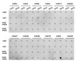 H4R3me2s Antibody in Dot Blot (DB)