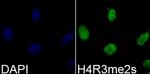 H4R3me2s Antibody in Immunocytochemistry (ICC/IF)