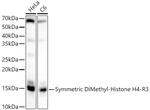 H4R3me2s Antibody in Western Blot (WB)