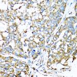 COX6A1 Antibody in Immunohistochemistry (Paraffin) (IHC (P))