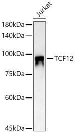 TCF12 Antibody in Western Blot (WB)