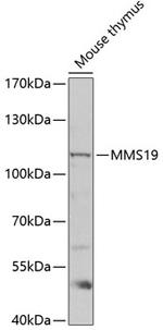 MMS19 Antibody in Western Blot (WB)