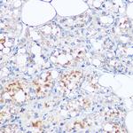 MGP Antibody in Immunohistochemistry (Paraffin) (IHC (P))