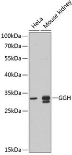 GGH Antibody in Western Blot (WB)