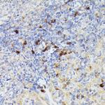 Cathepsin G Antibody in Immunohistochemistry (Paraffin) (IHC (P))