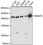 IQGAP1 Antibody in Western Blot (WB)