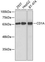 CD1a Antibody in Western Blot (WB)