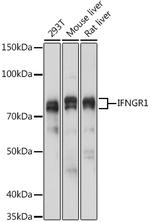 IFNGR1 Antibody in Western Blot (WB)