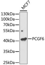 PCGF6 Antibody in Western Blot (WB)