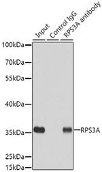 RPS3A Antibody in Immunoprecipitation (IP)
