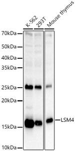 LSM4 Antibody in Western Blot (WB)