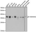 HNRNPA0 Antibody in Western Blot (WB)