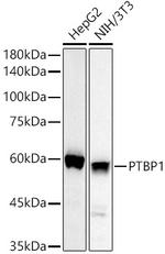 PTBP1 Antibody in Western Blot (WB)