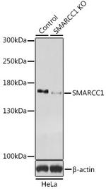 SMARCC1 Antibody