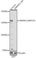 SMARCC1 Antibody in Western Blot (WB)