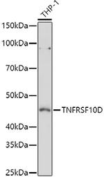 TRAIL-R4 Antibody in Western Blot (WB)