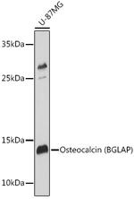 Osteocalcin Antibody in Western Blot (WB)