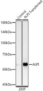 Intestinal Alkaline Phosphatase Antibody in Western Blot (WB)