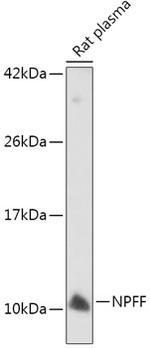 NPFF Antibody in Western Blot (WB)