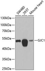Connexin 45 Antibody in Western Blot (WB)