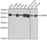 STAMBP Antibody in Western Blot (WB)