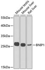 BNIP1 Antibody in Western Blot (WB)