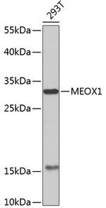 MOX1 Antibody in Western Blot (WB)