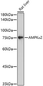 AMPK alpha-2 Antibody in Western Blot (WB)