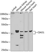 WDR39 Antibody in Western Blot (WB)