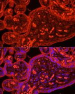 ATG9B Antibody in Immunocytochemistry (ICC/IF)