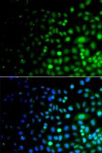 UBE1L2 Antibody in Immunocytochemistry (ICC/IF)