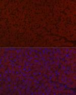 LRG1 Antibody in Immunocytochemistry (ICC/IF)