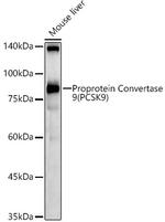 PCSK9 Antibody in Western Blot (WB)