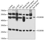 CD16 Antibody in Western Blot (WB)