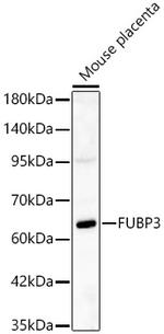 FUBP3 Antibody in Western Blot (WB)