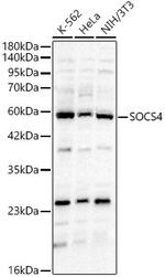 SOCS4 Antibody in Western Blot (WB)