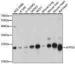 ATP Synthase O Antibody in Western Blot (WB)