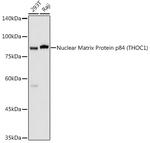 Nuclear Matrix Protein p84 Antibody in Western Blot (WB)