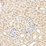 WWTR1 Antibody in Immunohistochemistry (Paraffin) (IHC (P))