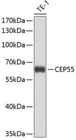 CEP55 Antibody in Western Blot (WB)