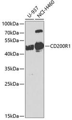 CD200R Antibody in Western Blot (WB)