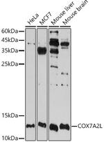 COX7A2L Antibody in Western Blot (WB)