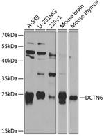 DCTN6 Antibody in Western Blot (WB)