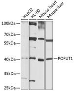 POFUT1 Antibody in Western Blot (WB)