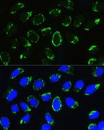 PTCD3 Antibody in Immunocytochemistry (ICC/IF)