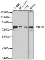 PTCD3 Antibody in Western Blot (WB)